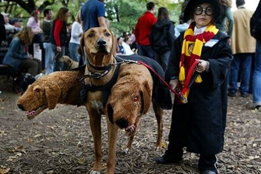 1837690-les-animaux-les-mieux-deguises-pour-halloween.jpg