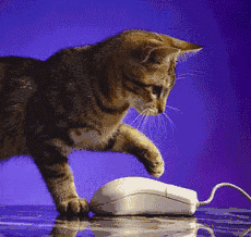 quand le chat n'est pas là la souris danse sur apln-blog
