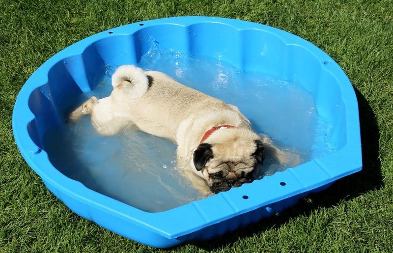 789391-chien-piscine.jpg