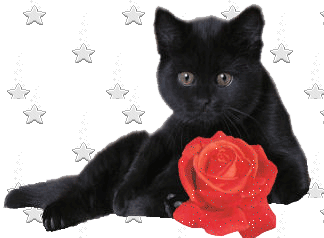 belle image,mignon chat noir