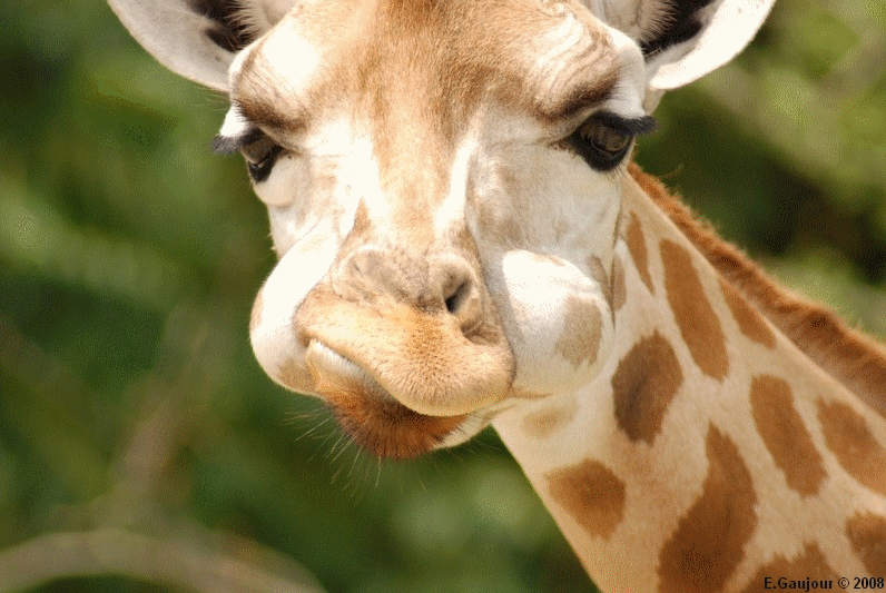 Résultat de recherche d'images pour "bisous girafe gif"