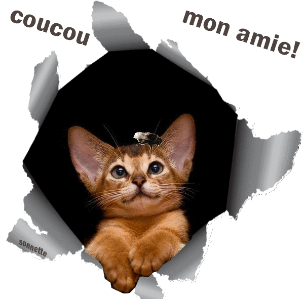 gif:chat louche  , coucou