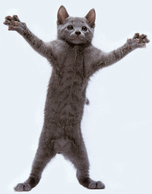 GIF-Animated-Dancing-Cat.gif