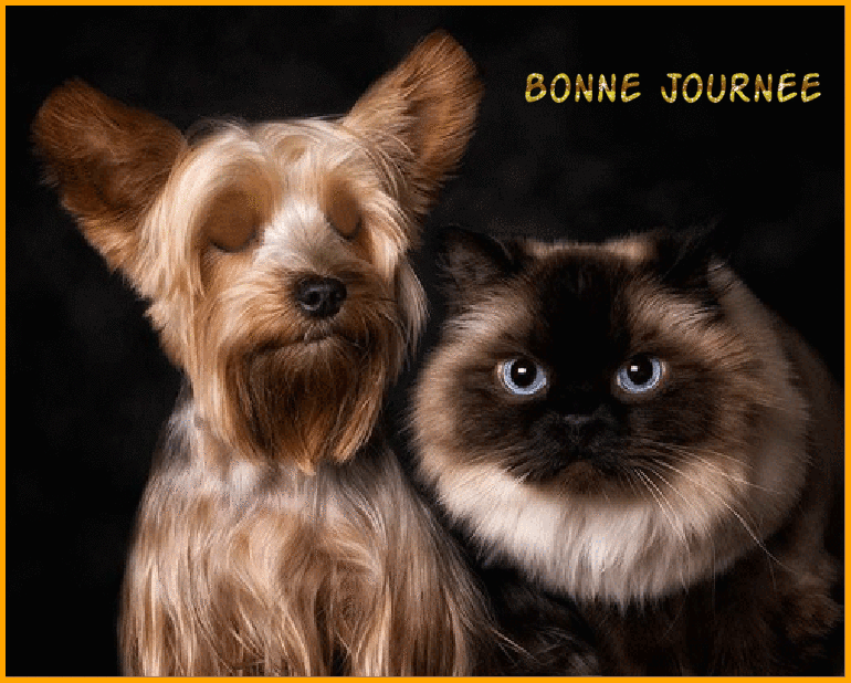 les animaux vous souhaitent une bonne journée ici