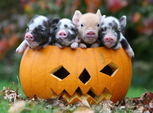 Halloween-animaux.jpg