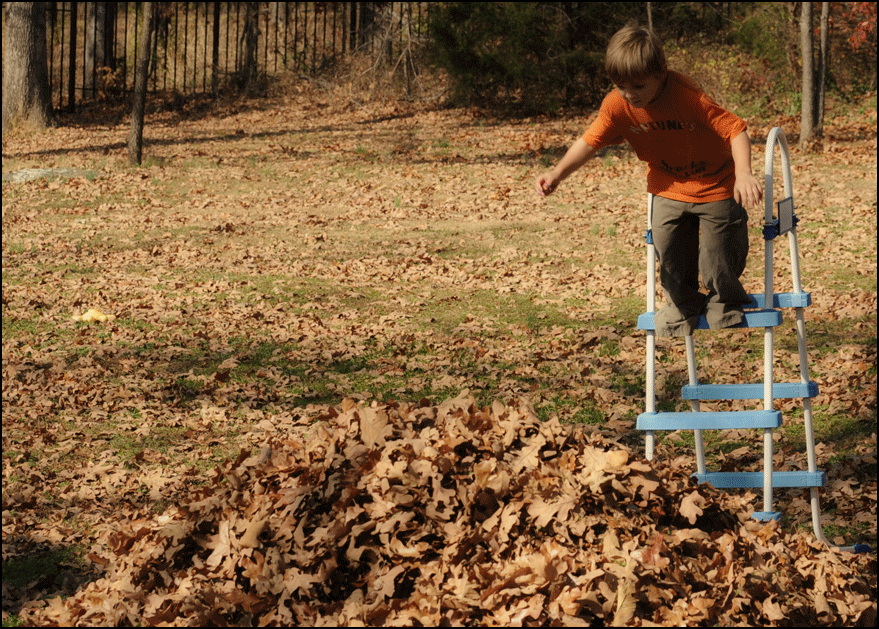Dog Jumping Into Pile Of Leaves Gif at Shelley Morgan blog