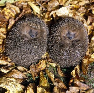 quels sont les animaux qui hibernent