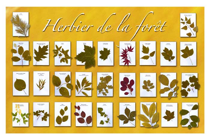 découvrir : un herbier