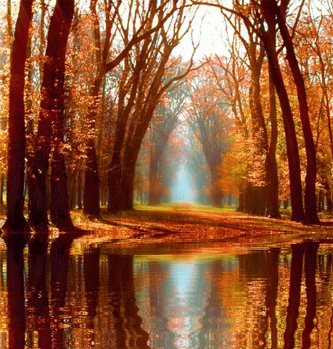 animation-foret-automne.gif