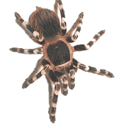 Résultat d’images pour gif araignée