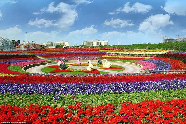 découvrir MIRACLE GARDEN DUBAI