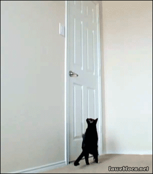 chat-ouverture-porte.gif