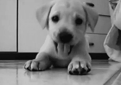 http://ageheureux.a.g.pic.centerblog.net/chien-trop-mignon-gif.gif