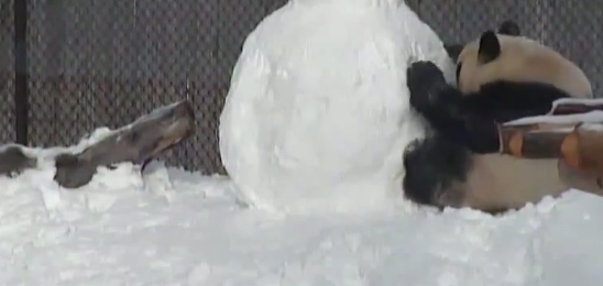 Ce panda qui joue avec un bonhomme de neige va illuminer votre journée