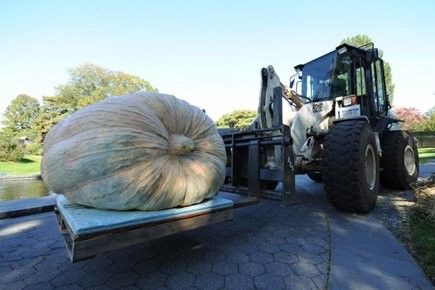 La plus grosse citrouille en 2010