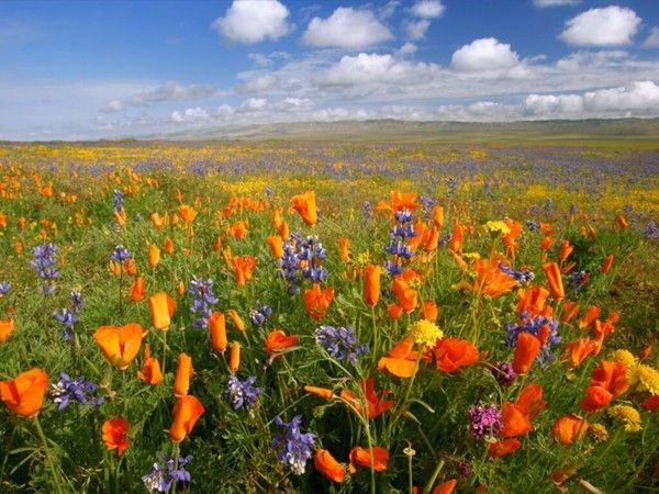 fond d'écran printemps