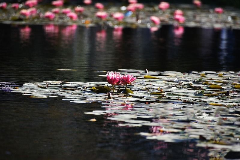 flower-3226463_960_720.jpg