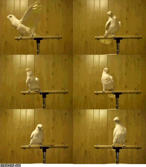 gif animation,animated,danse,vedettes ,divers