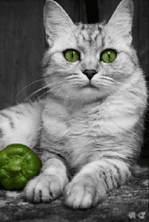 http://ageheureux.a.g.pic.centerblog.net/gif-animc3a9-animaux-drc3b4les-16.gif
