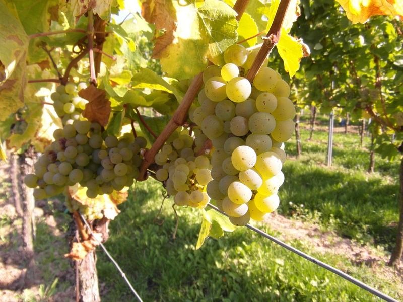 grapes-259862_960_720.jpg