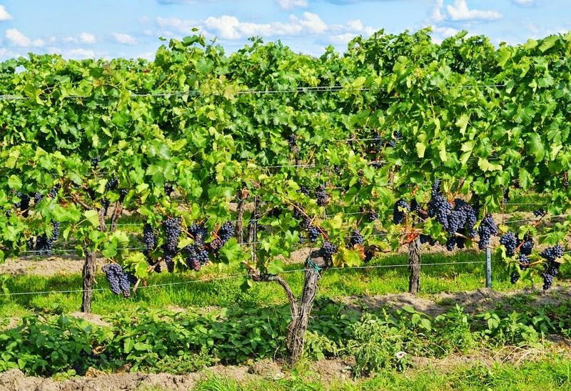 grapes-453107_960_720.jpg