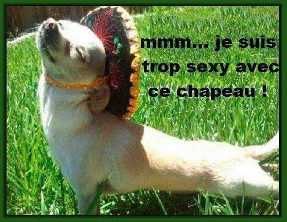 images texte droles humour ( animaux)