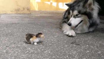 http://ageheureux.a.g.pic.centerblog.net/image-drole-chaton-chien.gif