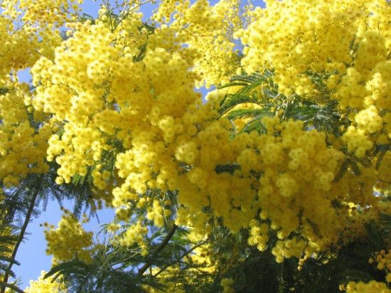 Bonjour jeudi 30 Les-mimosas-4168969989-933863