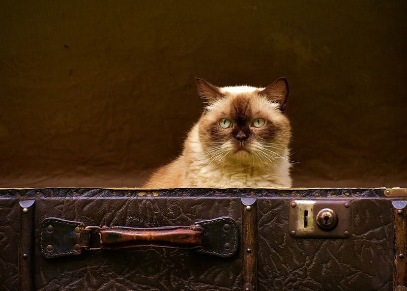 luggage-1645271_960_720.jpg