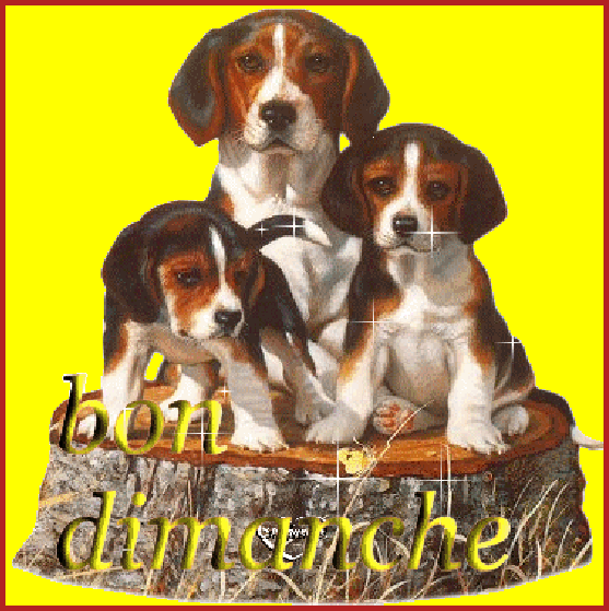 Vive le dimanche mais quoi faire ? (gifs dont animés)