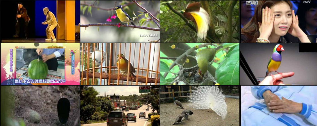 cadeau: visite avec un oiseau cadeau: visite avec un oiseau