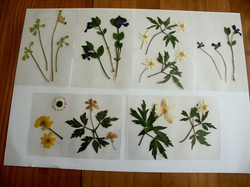 découvrir : un herbier