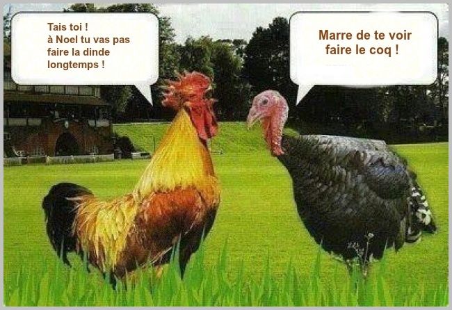 l'humeur du coq et la dinde (de noel) image texte humour