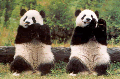 panda-dance.gif