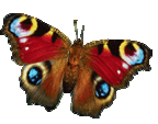 papillon-4.gif