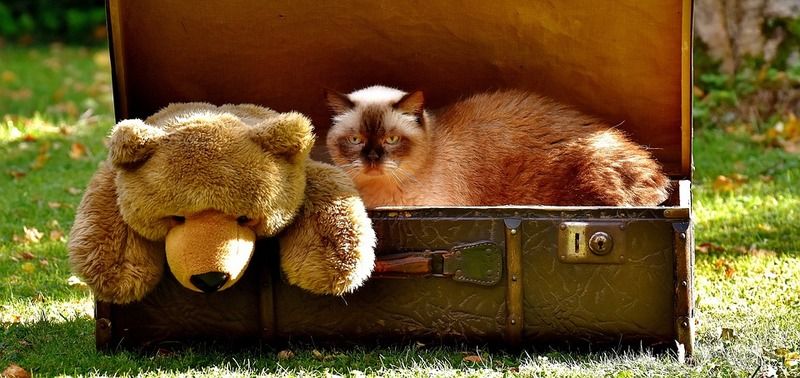 teddy-2442128_960_720.jpg
